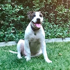 Meet your Posher, Harley